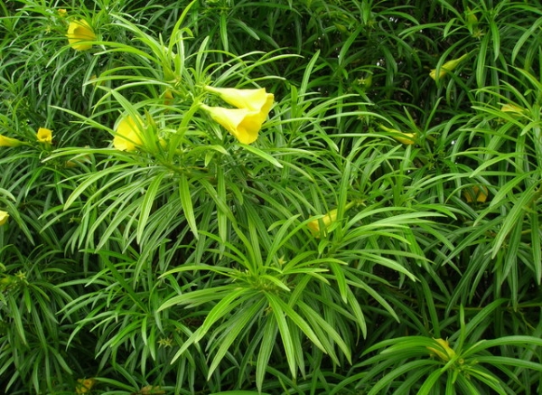 Thevetia peruviana:ένα πραγματικά σπάνιο και εξωτικό φυτό