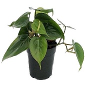 Indoor Plant Philodendron Scandens Sweetheart 15cm Hanging Pot Approx 50cm Long 170x170