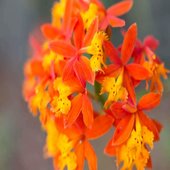 rsz epidendrum 1
