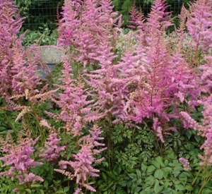 astilbe_anita_pfeifer