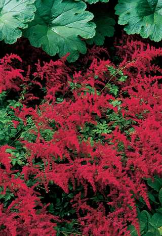 astilbe_spinell