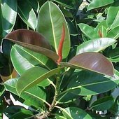 ficus_elastica