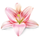 lily_flower_plant