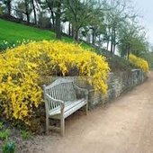 rsz_1forsithia_tree_2