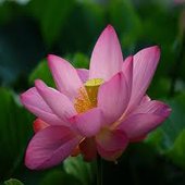rsz_1lotus_flower