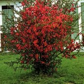 rsz_1tsintonia_tree_2