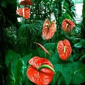 rsz_anthurium_1