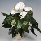 rsz_anthurium_2