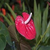 rsz_anthurium_3