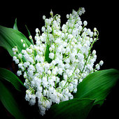 rsz_bouquet-miguet_1