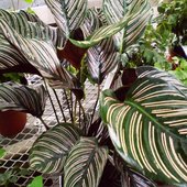 rsz_calatheaornata