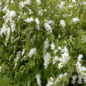 rsz_exochorda_the_bride