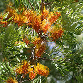 rsz_grevillea-robusta-2
