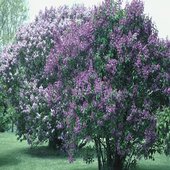 rsz_lilac_plant