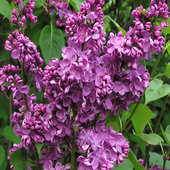 rsz_lilac_plant_2