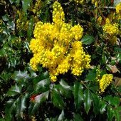 rsz_mahonia_1