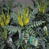 rsz_mahonia_2