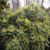 rsz_mahonia_3