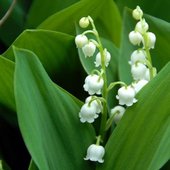 rsz_muguet-2