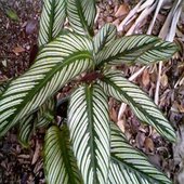 rsz_ornata_sanderiana