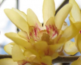 Ά&nu;&theta;&omicron;&sigmaf; &chi;&epsilon;&iota;&mu;ώ&nu;&alpha;&nu;&theta;&omicron;&upsilon;