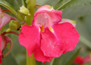 &Iota;&Mu;&Pi;&Alpha;&Tau;&Iota;&Epsilon;&Nu;&Sigma;/&epsilon;&rho;&omega;&tau;&alpha;&sigmaf; (Impatiens balsamina)