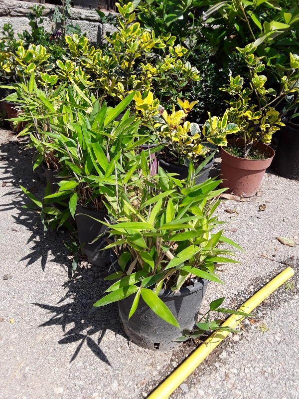 &Mu;&pi;&alpha;&mu;&pi;&omicron;ύ &nu;ά&nu;&omicron;-phyllostachys aurea nana