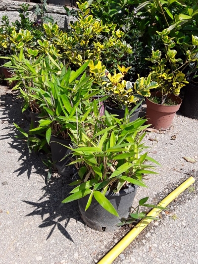 &Mu;&pi;&alpha;&mu;&pi;&omicron;ύ &nu;ά&nu;&omicron;-phyllostachys aurea nana