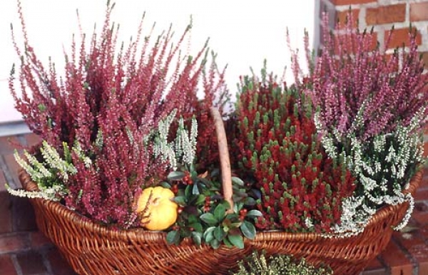Calluna Erica
