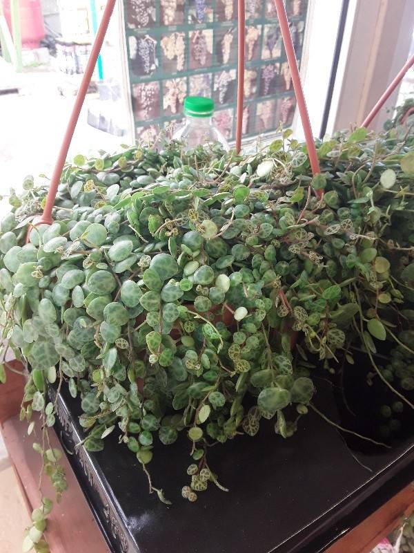 Peperomia prostrata &sigma;&tau;&eta;&nu; &Kappa;έ&nu;&tau;&iota;&alpha; 