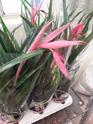 Billbergia windii &sigma;&tau;&eta;&nu; &Kappa;&Epsilon;&Nu;&Tau;&Iota;&Alpha;