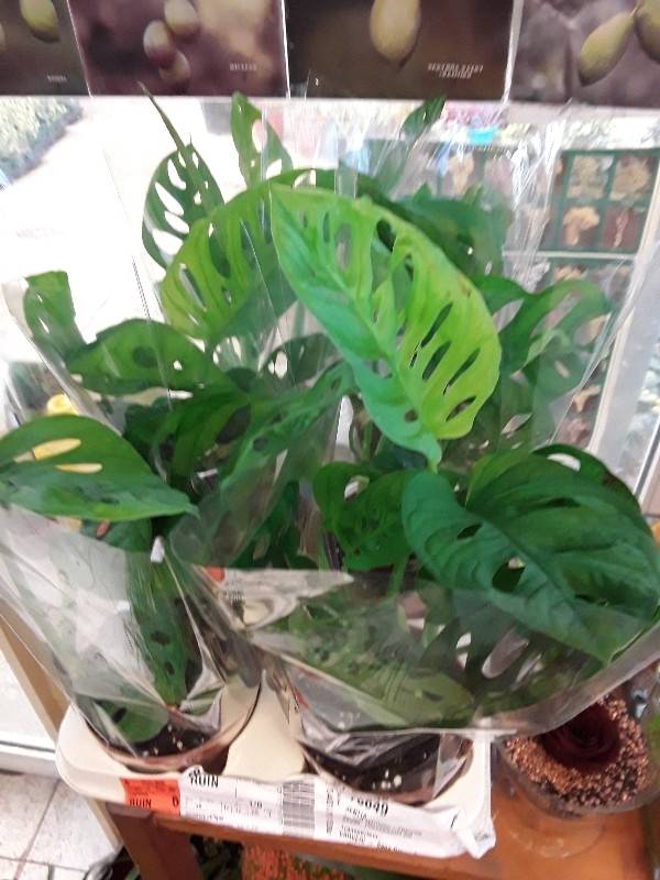 Monstera monkey mask