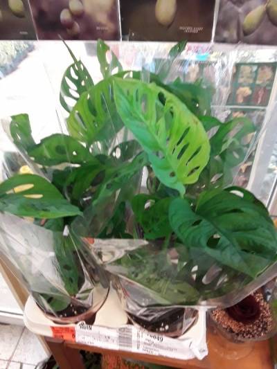 Monstera monkey mask