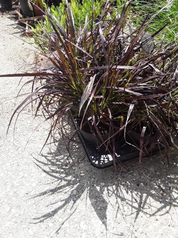 Pennisetum rubrum