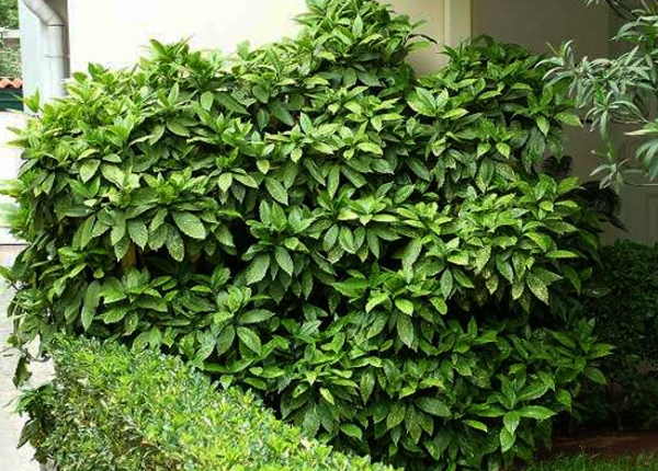 &Alpha;&omicron;&upsilon;&kappa;&omicron;ύ&mu;&pi;&alpha;