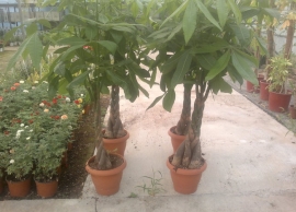 &Pi;&alpha;&chi;ύ&rho;&alpha; &sigma;&tau;&eta;&nu; &Kappa;&Epsilon;&Nu;&Tau;&Iota;&Alpha;