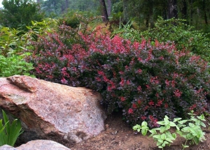 BERBERIS THUNBERGII