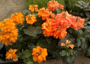 &Kappa;&rho;&omicron;&sigma;ά&nu;&delta;&rho;&alpha; &sigma;&tau;&eta;&nu; &Kappa;&Epsilon;&Nu;&Tau;&Iota;&Alpha;