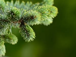 &Kappa;&alpha;&lambda;&omicron;&kappa;&alpha;ί&rho;&iota; &kappa;&alpha;&iota; &kappa;&omega;&nu;&omicron;&phi;ό&rho;&alpha;