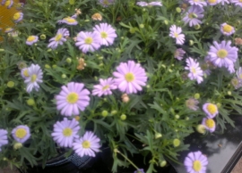 Swan river daisy ή &beta;&rho;&alpha;&chi;&upsilon;&kappa;ό&mu;&eta; &sigma;&tau;&eta;&nu; &Kappa;&Epsilon;&Nu;&Tau;&Iota;&Alpha;