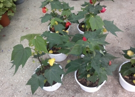 &Alpha;&beta;&omicron;ύ&tau;&upsilon;&lambda;&omicron; &sigma;&tau;&eta;&nu; &Kappa;&Epsilon;&Nu;&Tau;&Iota;&Alpha;