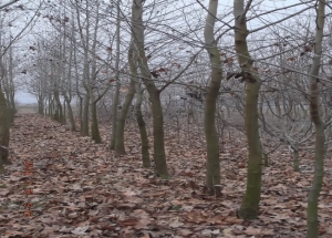 &Pi;&lambda;ά&tau;&alpha;&nu;&omicron;&sigmaf; 8&mu; ύ&psi;&omicron;&sigmaf; &mu;&epsilon; 30&epsilon;&kappa; &pi;&epsilon;&rho;ί&mu;&epsilon;&tau;&rho;&omicron; &kappa;&omicron;&rho;&mu;&omicron;ύ &kappa;&alpha;&iota; 6&mu; &delta;&iota;ά&mu;&epsilon;&tau;&rho;&omicron; &kappa;ώ&mu;&eta;&sigmaf; &tau;&iota;&mu;ή 400,&omicron; &alpha;&nu;ά &tau;&epsilon;&mu;ά&chi;&iota;&omicron;+&mu;&epsilon;&tau;&alpha;&phi;&omicron;&rho;ά &alpha;&pi;ό 1 &epsilon;&omega;&sigmaf; 5 &tau;&epsilon;&mu;ά&chi;&iota;&alpha; 150,0