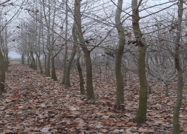 &Pi;&lambda;ά&tau;&alpha;&nu;&omicron;&sigmaf; 8&mu; ύ&psi;&omicron;&sigmaf; &mu;&epsilon; 30&epsilon;&kappa; &pi;&epsilon;&rho;ί&mu;&epsilon;&tau;&rho;&omicron; &kappa;&omicron;&rho;&mu;&omicron;ύ &kappa;&alpha;&iota; 6&mu; &delta;&iota;ά&mu;&epsilon;&tau;&rho;&omicron; &kappa;ώ&mu;&eta;&sigmaf; &tau;&iota;&mu;ή 400,&omicron; &alpha;&nu;ά &tau;&epsilon;&mu;ά&chi;&iota;&omicron;+&mu;&epsilon;&tau;&alpha;&phi;&omicron;&rho;ά &alpha;&pi;ό 1 &epsilon;&omega;&sigmaf; 5 &tau;&epsilon;&mu;ά&chi;&iota;&alpha; 150,0