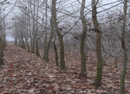 &Pi;&lambda;ά&tau;&alpha;&nu;&omicron;&sigmaf; 8&mu; ύ&psi;&omicron;&sigmaf; &mu;&epsilon; 30&epsilon;&kappa; &pi;&epsilon;&rho;ί&mu;&epsilon;&tau;&rho;&omicron; &kappa;&omicron;&rho;&mu;&omicron;ύ &kappa;&alpha;&iota; 6&mu; &delta;&iota;ά&mu;&epsilon;&tau;&rho;&omicron; &kappa;ώ&mu;&eta;&sigmaf; &tau;&iota;&mu;ή 400,&omicron; &alpha;&nu;ά &tau;&epsilon;&mu;ά&chi;&iota;&omicron;+&mu;&epsilon;&tau;&alpha;&phi;&omicron;&rho;ά &alpha;&pi;ό 1 &epsilon;&omega;&sigmaf; 5 &tau;&epsilon;&mu;ά&chi;&iota;&alpha; 150,0