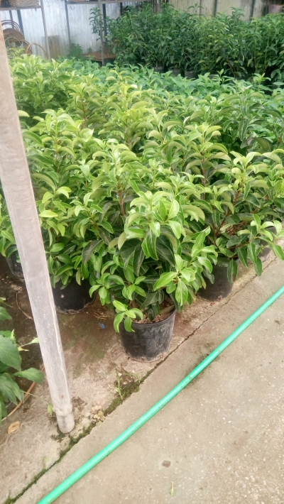 Viburnum lucidum 1&mu; ύ&psi;&omicron;&sigmaf;