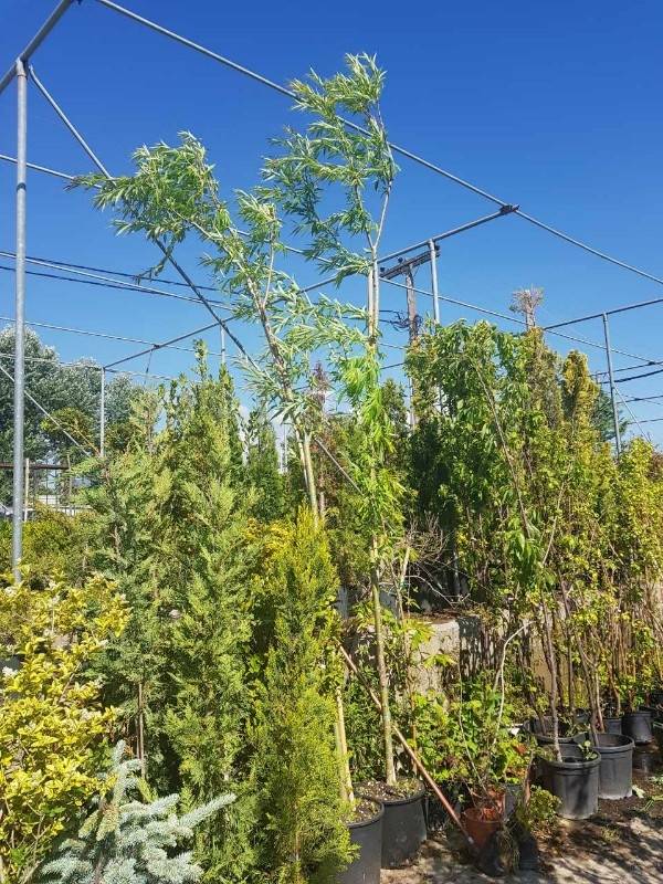 &Iota;&tau;&iota;ά &kappa;&lambda;&alpha;ί&omicron;&upsilon;&sigma;&alpha; 3,50&mu;