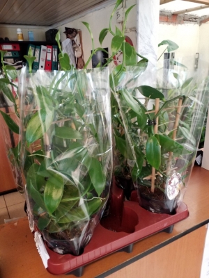 &Omicron;&rho;&chi;&iota;&delta;έ&alpha; vanille planifolia &sigma;&tau;&eta;&nu; &Kappa;έ&nu;&tau;&iota;&alpha;