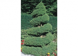 picea glauca conica