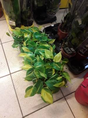Philodendron scandens brazil
