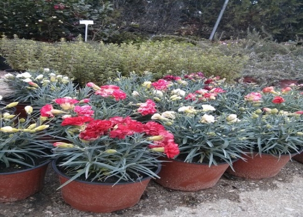 &Upsilon;&beta;&rho;&iota;&delta;&iota;&kappa;ό &gamma;&alpha;&rho;ύ&phi;&alpha;&lambda;&lambda;&omicron;